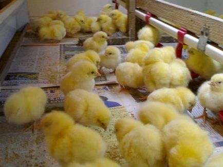 Védőoltás csirkék otthon