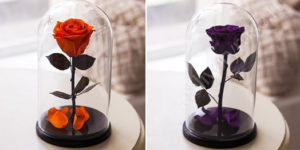 Вічна троянда в скляній колбі як доглядати, де купити оригінал notta belle (відгуки, фото)