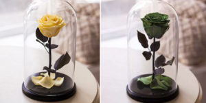 Вічна троянда в скляній колбі як доглядати, де купити оригінал notta belle (відгуки, фото)