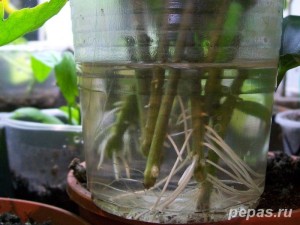 Răspândirea vegetativă a pasiflorii prin înțepături de butași
