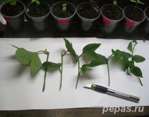 Răspândirea vegetativă a pasiflorii prin înțepături de butași