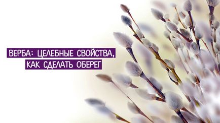 Верба цілющі властивості, як зробити оберіг - езотерика і самопізнання