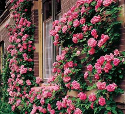 Види розаріїв для присадибної ділянки варіанти розведення троянд і фото клумб