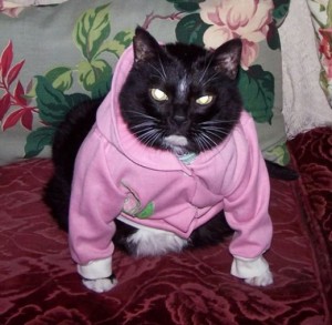 Modele de haine pentru pisici o bluză pentru o pisică - Don Sphynx șobolan