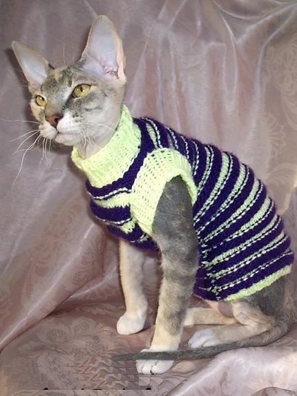 Modele de haine pentru pisici o bluză pentru o pisică - Don Sphynx șobolan