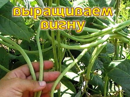 Grow cowpea - egy blog a termesztés a termés az ország (nő) Grow cowpea - egy blog a termesztés a termés az ország