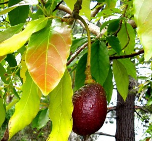 Creste avocado in casa si in sera