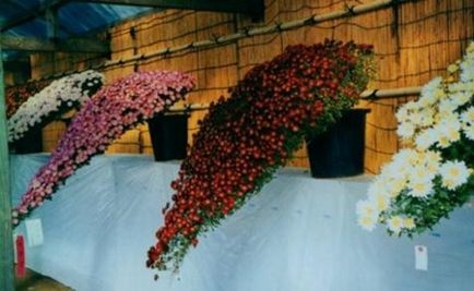 Вирощування рослин хризантем і догляд за ними