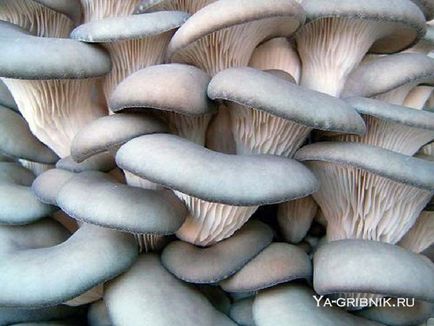 Cultivarea ciupercii de ciuperci de ciuperci la domiciliu, ca tehnologie, substrat, în cazul în care pentru a cumpăra miceliu