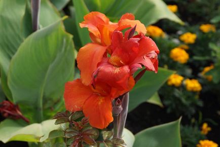 Cultivarea Canna