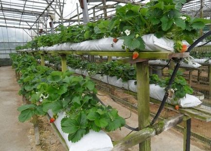 Cultivarea căpșunilor pe tot parcursul anului în saci pentru începători