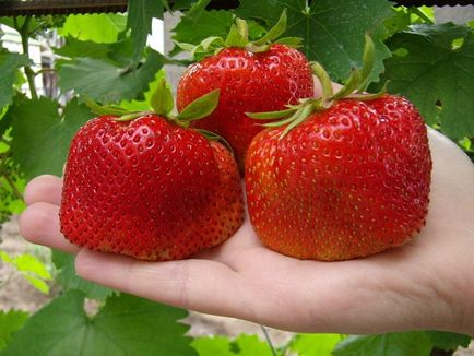 Cultivarea căpșunilor pe tot parcursul anului în saci pentru începători