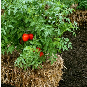 Вирощування овочів на соломі - город без турбот
