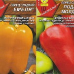 A termesztése paprika nyílt terepen, a déli Urál