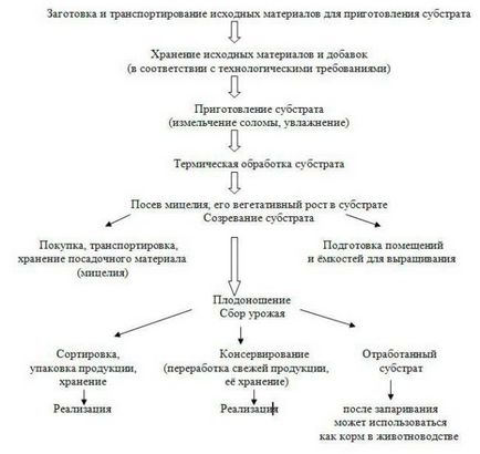 Вирощування шампіньйонів як бізнес - з чого почати і як досягти успіху