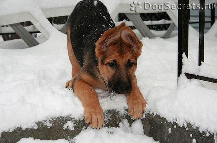 Vitamine pentru catelul german ciobanesc si caine pentru adulti