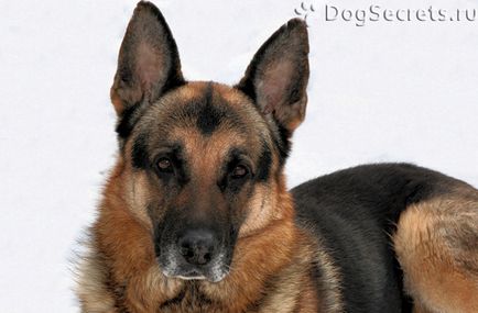 Vitamine pentru câine ciobănesc german și câine adult