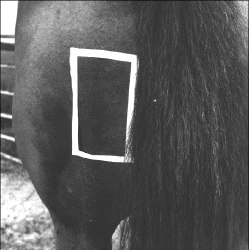 Injecții intramusculare la cai - îngrijire și tratament, un cal