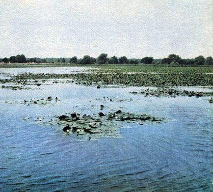 Rezervoarele cu apă stagnantă și supraaglomerarea lor în zona pădurilor verde de foioase 1982 fukarek f,