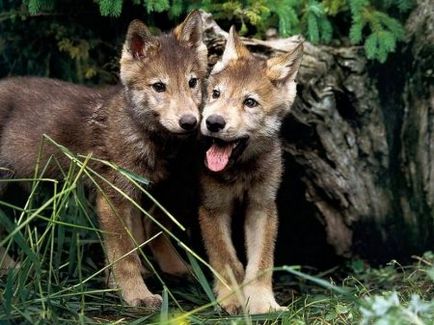 Вовки - найближчі родичі собак