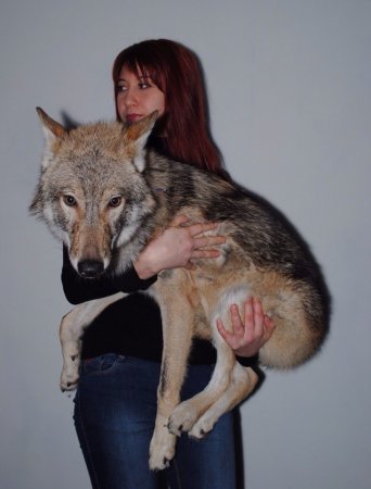 Вовки - найближчі родичі собак