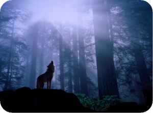Wolf este o rudă a unui câine, în lumea animală