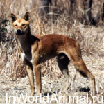 Wolf este o rudă a unui câine, în lumea animală