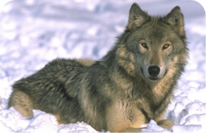 Wolf - kutya rokona az állatvilágban