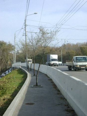 În Rostov au plantat copaci pentru maimuțe