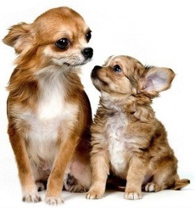 Veleszületett betegségek Chihuahua - jelek, tünetek és elsősegély (jelek) Chihuahua veleszületett betegség - jelek, tünetek és elsősegély