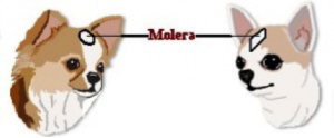 Veleszületett betegségek Chihuahua - jelek, tünetek és elsősegély (veleszületett) Chihuahua veleszületett betegség - jelek, tünetek és elsősegély