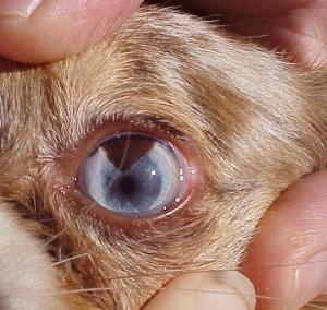 Veleszületett betegségek Chihuahua - jelek, tünetek és elsősegély (veleszületett) Chihuahua veleszületett betegség - jelek, tünetek és elsősegély