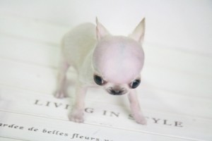 Veleszületett betegségek Chihuahua - jelek, tünetek és elsősegély (veleszületett) Chihuahua veleszületett betegség - jelek, tünetek és elsősegély