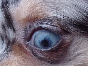 Chihuahua veleszületett betegség - jelek, tünetek és elsősegély (Chihuahua) Chihuahua veleszületett betegség - jelek, tünetek és elsősegély