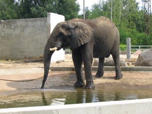 Toate informațiile despre grădina zoologică din Tallinn, cum se obține, costul