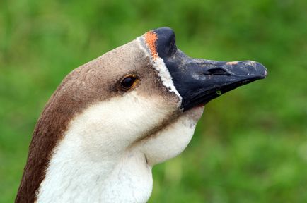 Caracteristicile rasei de gâște Kuban cu fotografii și recenzii ale acestora