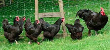 Jellemzői a hús fajták csirkék langshan és különösen annak tartalmát