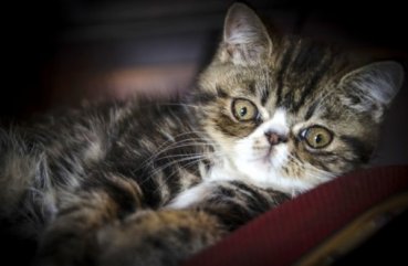 Caracteristicile pisicilor scurte exotice, recenzii și fotografii