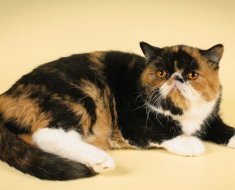 Caracteristicile pisicilor scurte exotice, recenzii și fotografii