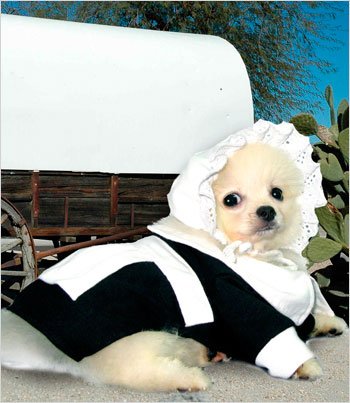 Хеллоуїн - костюми для собак - домашній hand-made