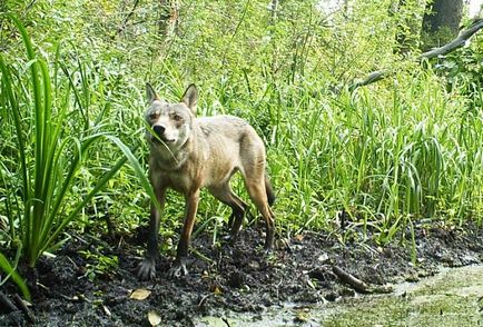 Хоперский заповідник як дістатися, природні пам'ятки, мешканці, маршрути