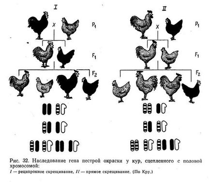 Хромосоми і успадкування статі