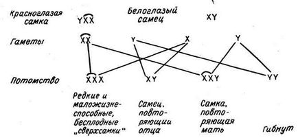 Хромосоми і успадкування статі