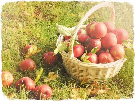 Apple smoothies - proprietăți utile și rețete de gătit