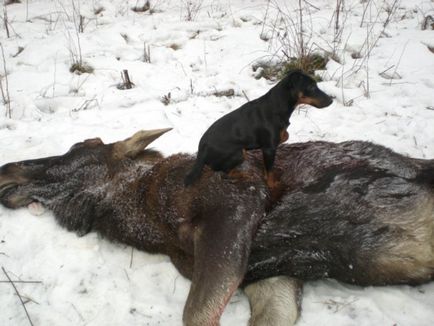 Jak terrier ellátás yagdtererom, kutya képek, yagdterer oktatás