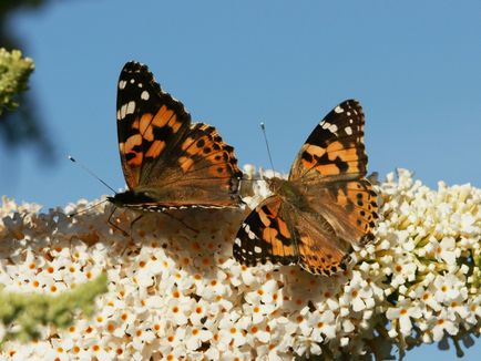 Luminos budleya în grădină, 6 hectare