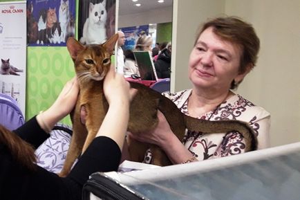 Expoziția jubiliară a pisicilor din Syktyvkar a fost amenajată într-un loc nou, komionline