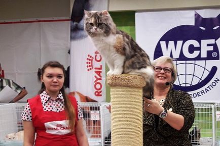 Expoziția jubiliară a pisicilor din Syktyvkar a fost amenajată într-un loc nou, komionline