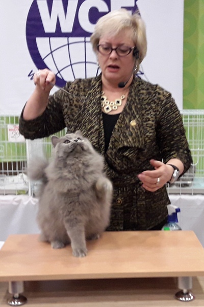 Ювілейну виставку котів у Сиктивкарі влаштували на новому місці, коміонлайн