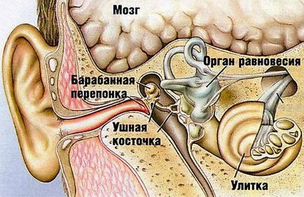 Betegségei a fül, orr (nazális betegségek torok) Betegségek, a fül-orr-gégészeti